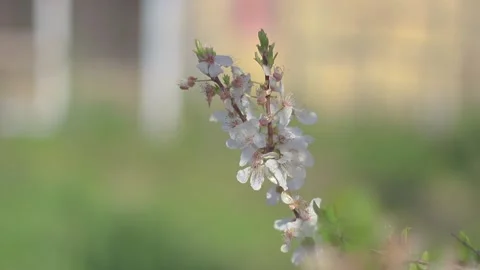 Fruit Tree Blossom in Spring Stock Footage 233858592