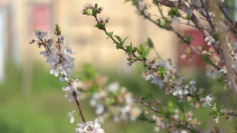 Fruit Tree Blossom in Spring Stock Footage 233858612