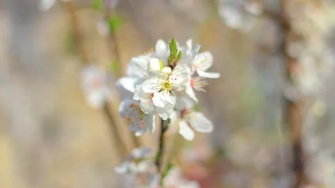 Fruit Tree Blossom in Spring Stock Footage 233860392