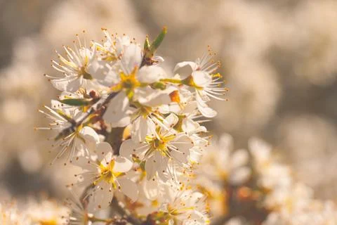 Fruit tree blossom on the spring. Stock Photos