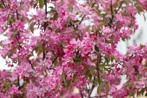 Fruit tree blossom in springtime. tender pink flowers bathing in sunlight. wa Stock Photos