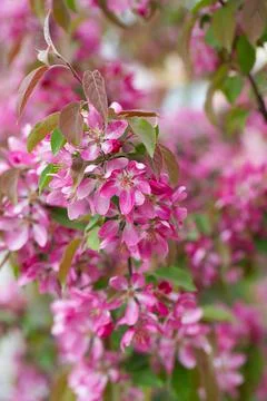 Fruit tree blossom in springtime. tender pink flowers bathing in sunlight. wa Stock Photos