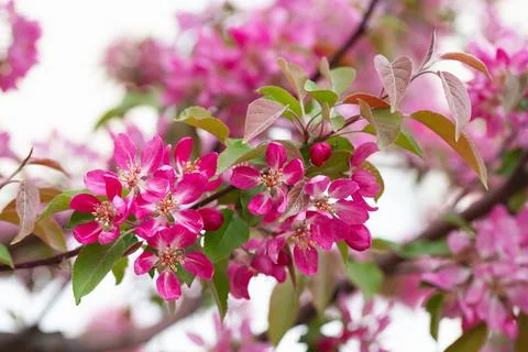 Fruit tree blossom in springtime. tender pink flowers bathing in sunlight. wa Stock Photos