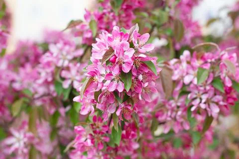 Fruit tree blossom in springtime. tender pink flowers bathing in sunlight. wa Stock Photos