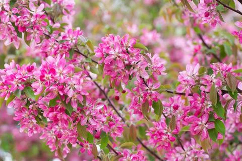 Fruit tree blossom in springtime. tender pink flowers bathing in sunlight. wa Stock Photos