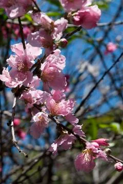 Fruit tree blossoms in bloom Stock Photos