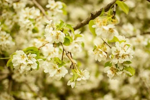 Fruit tree blossoms. Blooming tree spring background Stock Photos