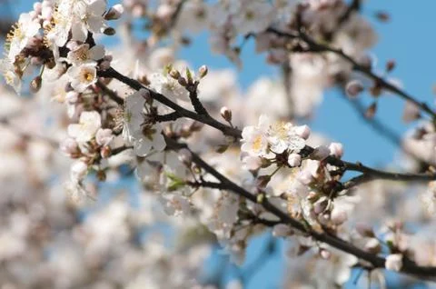 Fruit tree blossoms Stock Photos