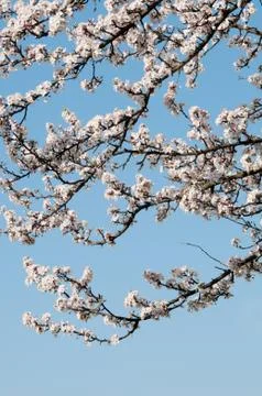 Fruit tree blossoms Stock Photos