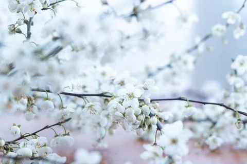 Fruit tree blossoms. Spring beginning background. Bokeh. Foto stock