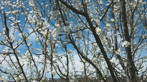 Fruit Tree Blossoms in the Spring - ProRess 422HQ Stock Footage 49555512