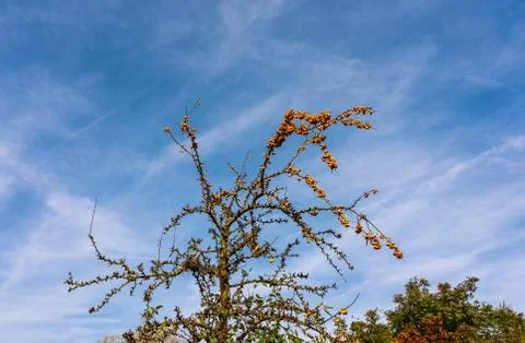 Fruit tree on blue sky Stock Photos