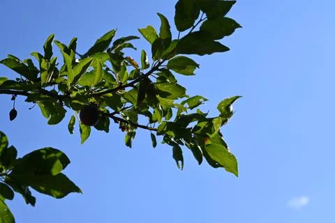 Fruit tree branch against blue sky Stock Photos