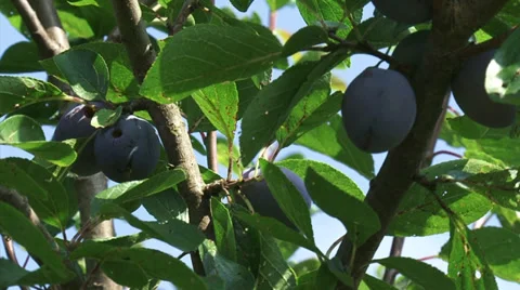 Fruit tree, branch with blue plums  - low angle + zoom out Stock Footage 28126098