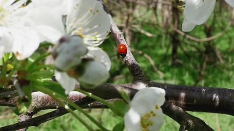 Fruit tree branch close up with ladybug in the forest Vídeos de archivo 278718017