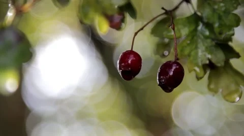 Fruit on a Tree Branch Close Up - Nature Environment Backgrounds Stock-Footage 42507087
