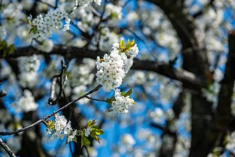 Fruit tree branch densely covered with white flowers against a clear blue sky Foto stock