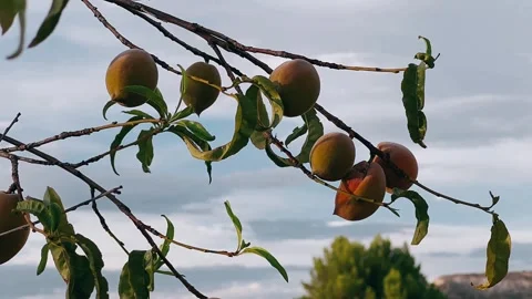 Fruit on a tree branch, fruit, organic fruit, fruits in the garden 스톡 동영상 252092678
