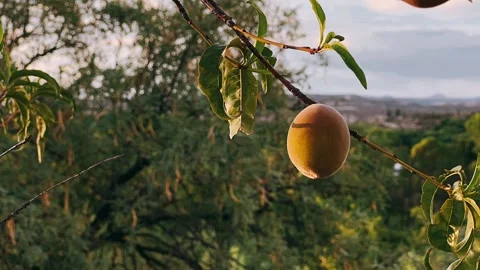 Fruit on a tree branch, fruit, organic fruit, fruits in the garden 스톡 동영상 252092685