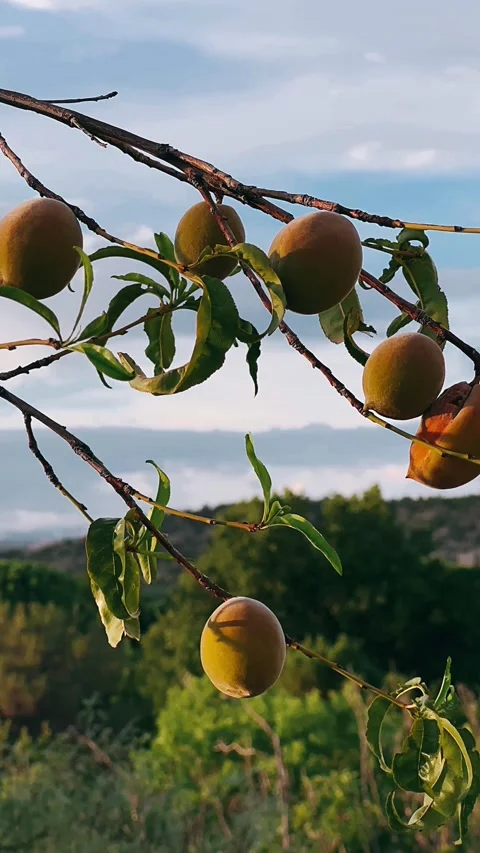 Fruit on a tree branch, fruit, organic fruit, fruits in the garden Stock Footage 252092700