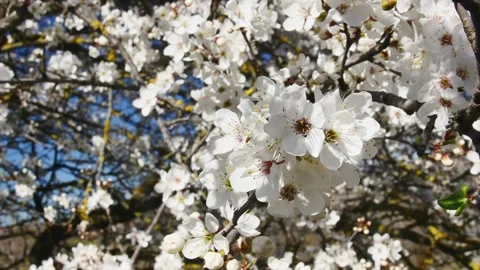 Fruit tree branch full of blooming flowers swaying in the wind in the forest Stock-Footage 270357112