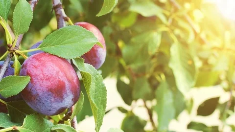 Fruit tree branch with plums in the sunny summer. Stock Footage 113337816