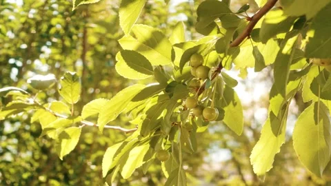 Fruit Tree Branch Swaying in Sunlight Stock Footage 346883539