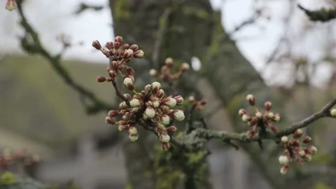 Fruit tree branches with flowers Stock Footage 184049763