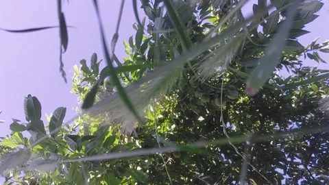 Fruit tree branches with olives and blue sky Stock Footage 346635639