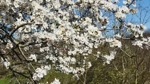 Fruit tree with branches swaying from the strong wind full of blooming white Vídeos de archivo 270357517