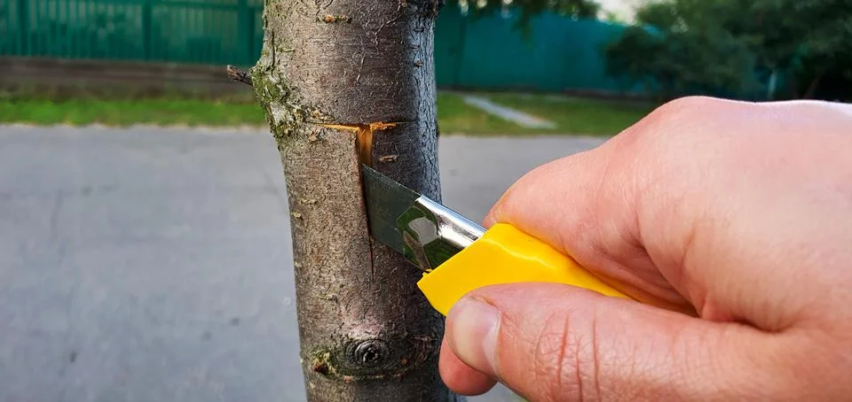 Fruit tree budding. Carefully push back the edges of the bark Stock Photos