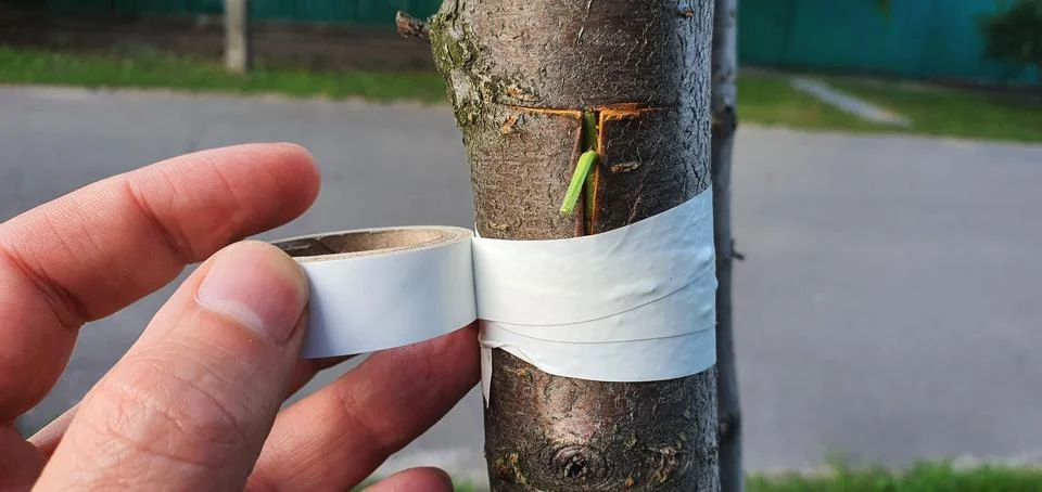 Fruit tree budding. The incision is wrapped with tape Stock Photos