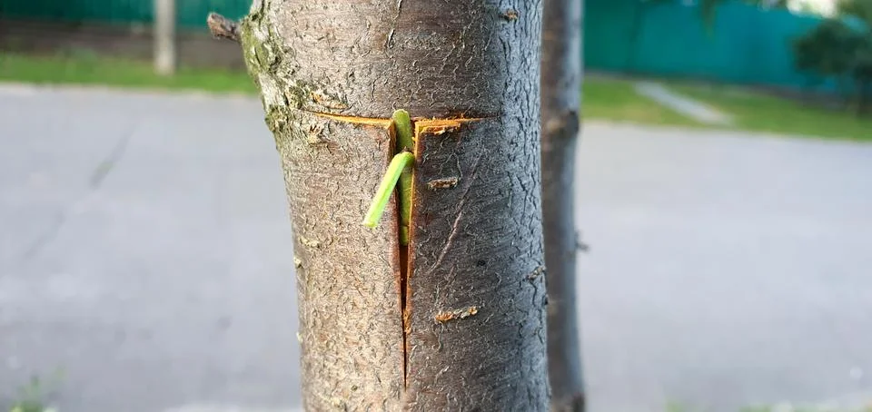 Fruit tree budding. Kidney in section Stock Photos