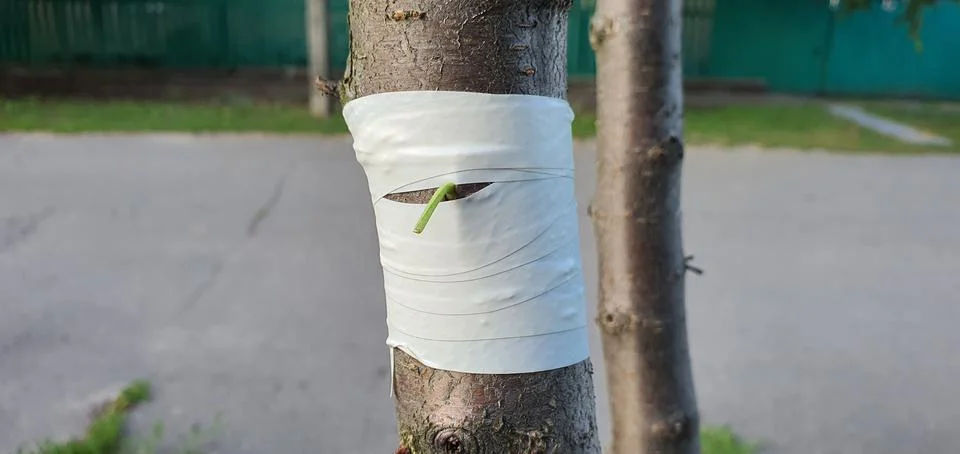 Fruit tree budding Stock Photos
