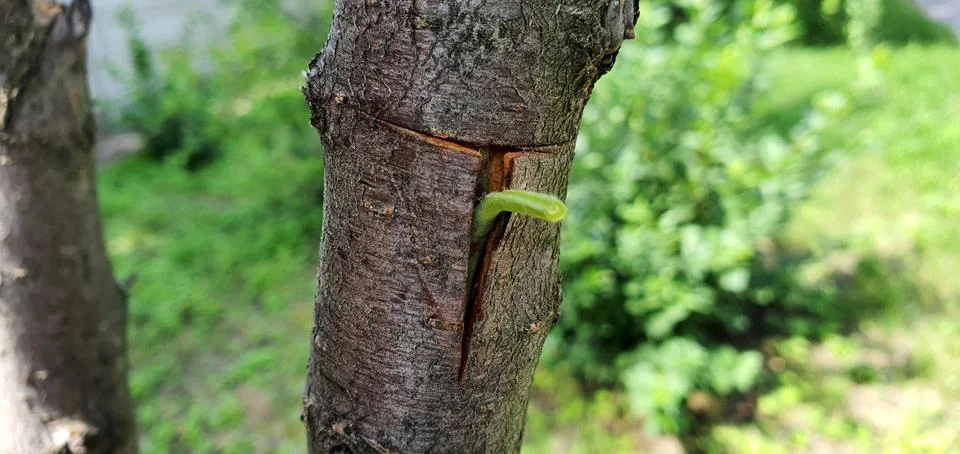 Fruit tree budding. We insert the prepared kidney into the incision Stock Photos
