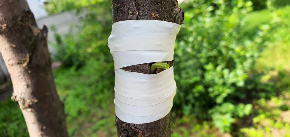 Fruit tree budding. We wrap the incision with the kidney with tape Stock Photos