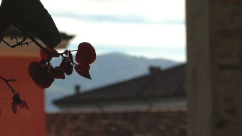 Fruit Tree Close Up Video stock 85569346