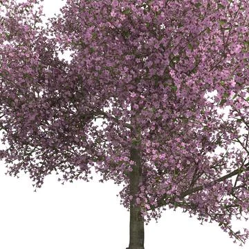 3D Model: Fruit Tree Collection ~ Buy Now #91479565 | Pond5