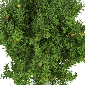 3D Model: Fruit Tree Collection ~ Buy Now #91479565 | Pond5