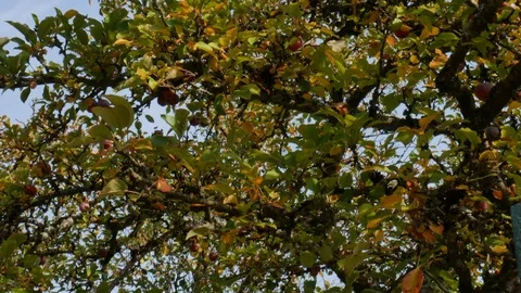 Fruit tree is covered with ripe apples Stock Footage 97059584