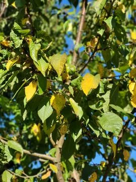 Fruit tree crown with yellow and green leaves under bright sunlight Stock-Fotos