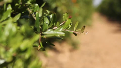 Fruit Tree CU Stock Footage 52280420