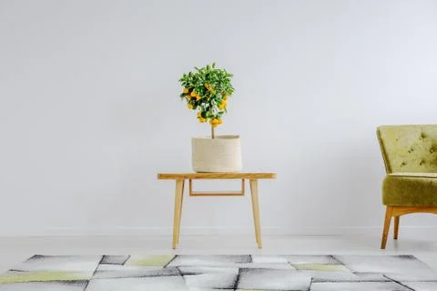 Fruit tree in ecological flowerpot Stock Photos