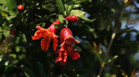 Fruit Tree Extreme CU Stock Footage 52280141