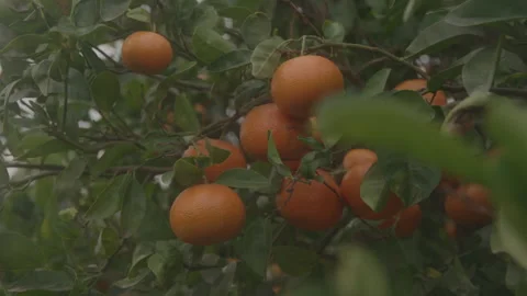 Fruit Tree On Farm Video stock 270310454