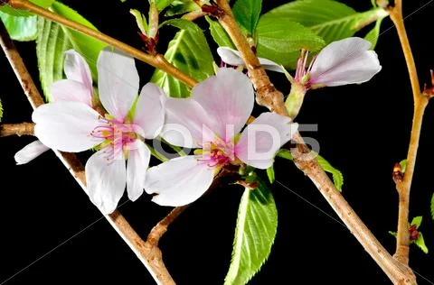 Fruit tree flower on black background Stock Photos
