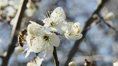 Fruit tree flower with honey bee in background Vídeos de archivo 269871133