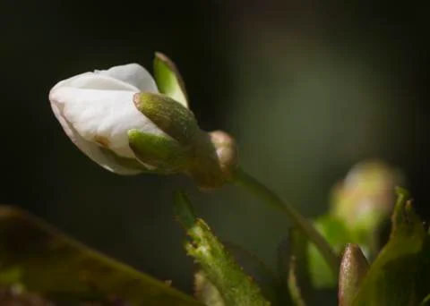 Fruit Tree Flower Stock Photos