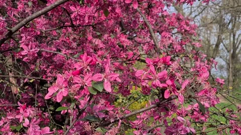 Fruit Tree Flowering In Spring  Stockbeeldmateriaal 155089794