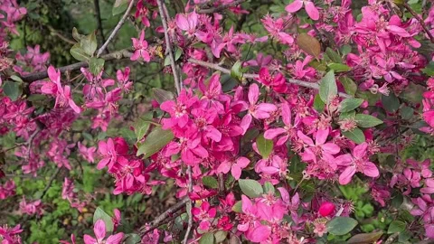 Fruit Tree Flowering In Spring  Stock Footage 155089818